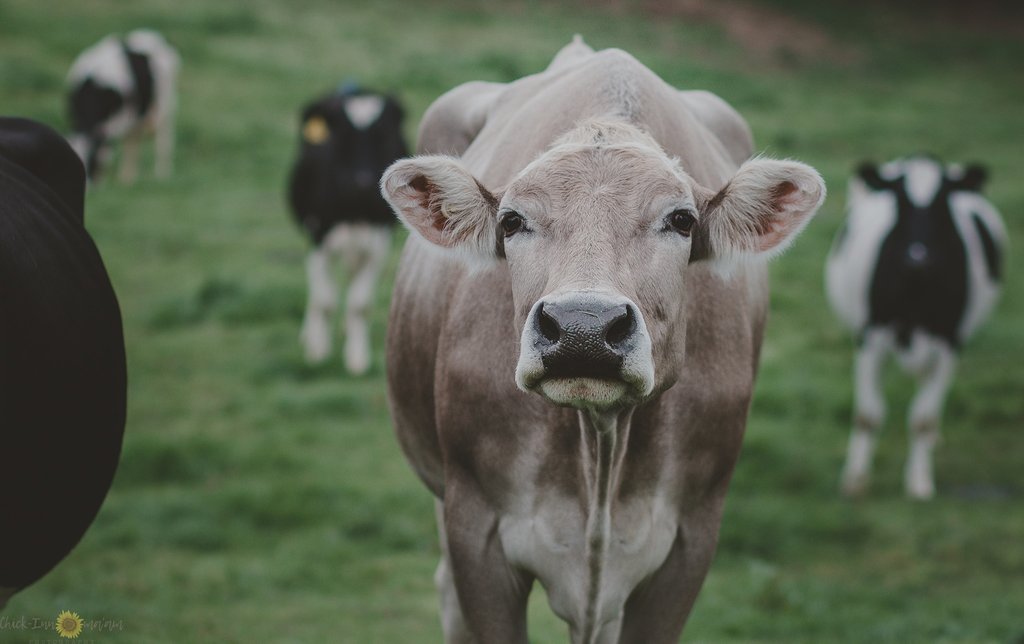 Vacas en un campo - Pretty Presets Photo Challenge