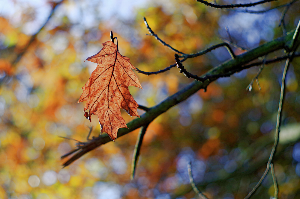 Los 4 mejores consejos de fotografía de primeros planos de otoño para cámaras digitales de apuntar y disparar