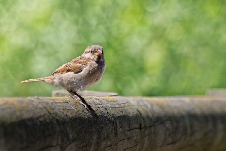 10 consejos rápidos para fotografiar pájaros de jardín